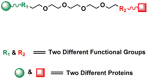 Picture for category Heterobifunctional PEG Linkers