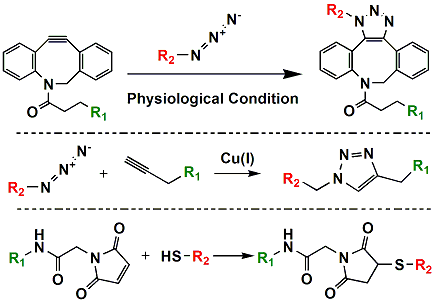 Picture for category Bioorthogonal Reaction