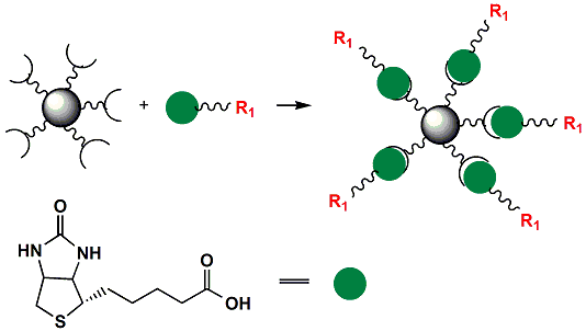 Picture for category Biotinylation Reagents