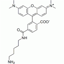 Picture of 6-TAMRA cadaverine