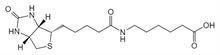 Picture of (+)-Biotin-LC