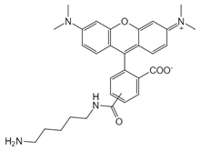 Picture of 5(6)-TAMRA cadaverine