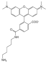 Picture of 6-TAMRA cadaverine