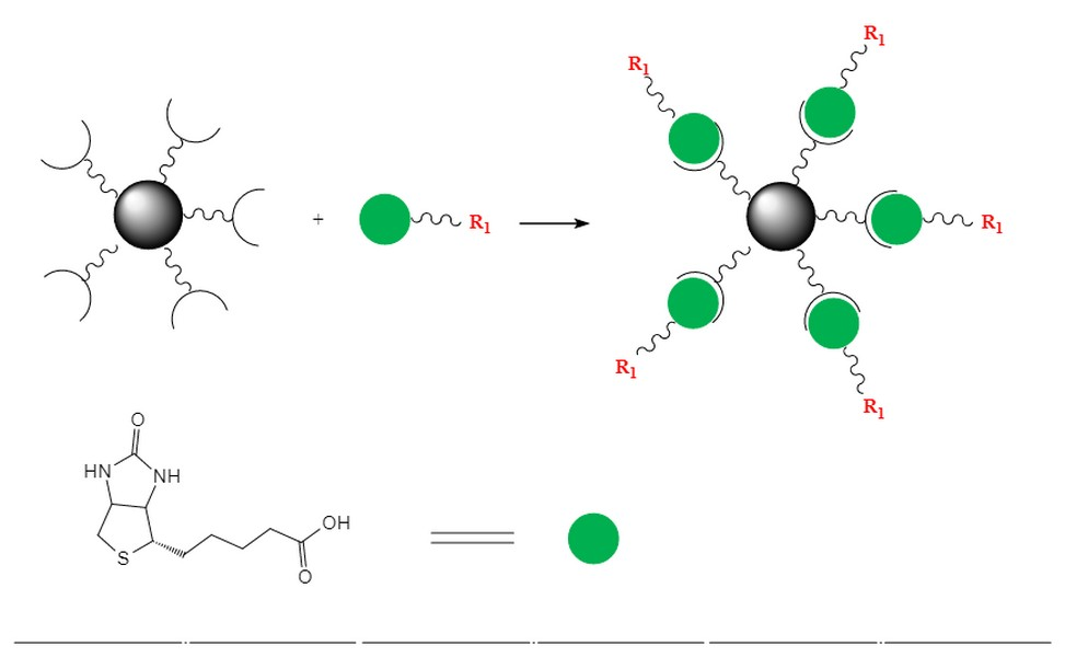 Picture for category Biotinylation Reagents