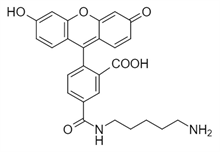 Picture of 5-FAM cadaverine